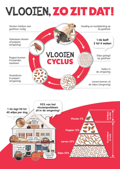 Infographic over de vlooiencyclus: eitjes, larven, poppen en volwassen vlooien, en de verdeling tussen dier en omgeving