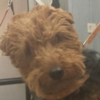 Terrier met een verzorgde, in model geknipte kop na de behandeling
