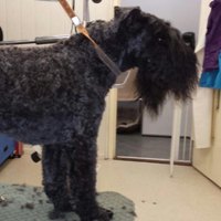 Zwarte hond met een krullende vacht die geschoren wordt op de trimtafel