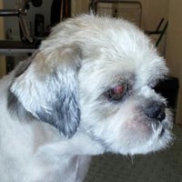 Dezelfde shih tzu met een kort geknipt en fris kopje na de trimbeurt