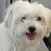 Witte maltezer met een gewassen en gedroogde vacht