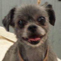 Kleine hond kort en netjes geknipt na de behandeling