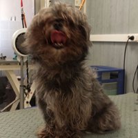 Ruwharige hond met een pluizige vacht op de trimtafel